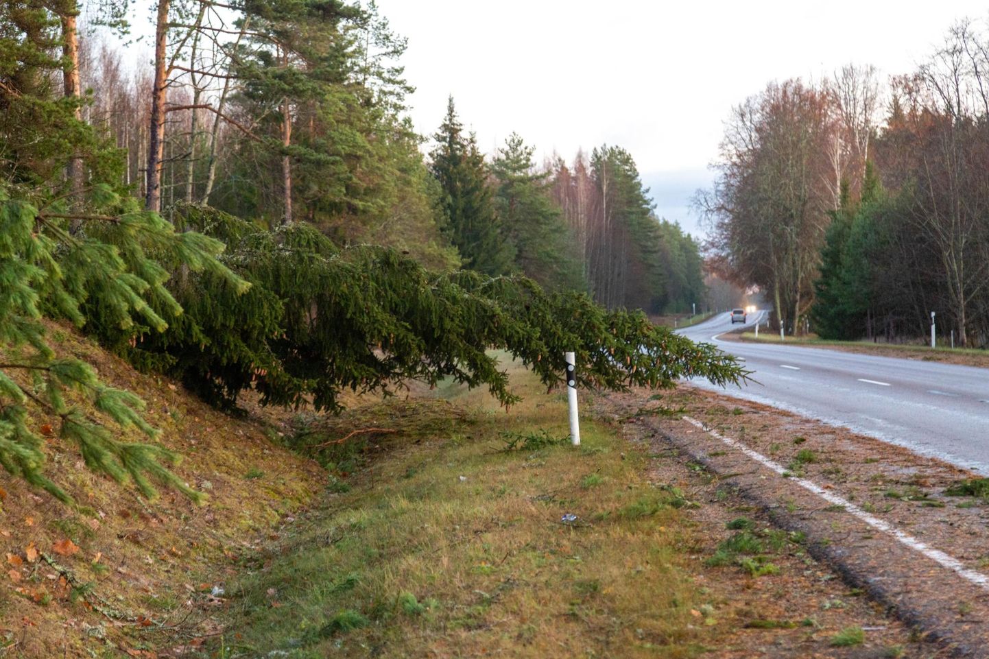 Sügistuuled on murdnud puid sõiduteedele.