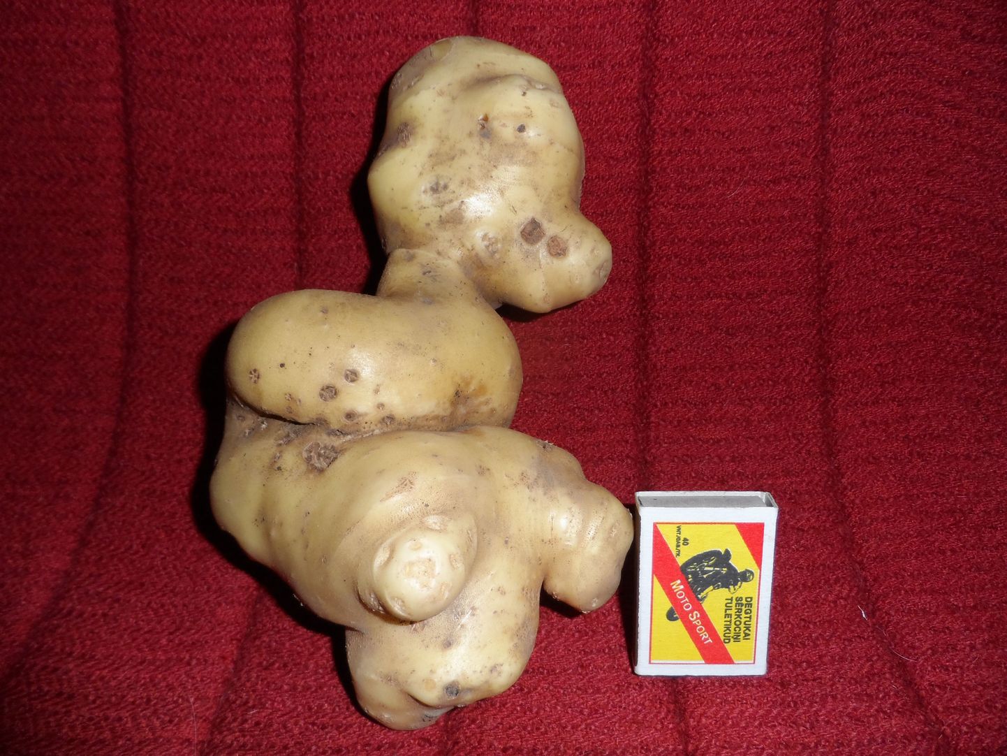 Suurt kasvu kartul