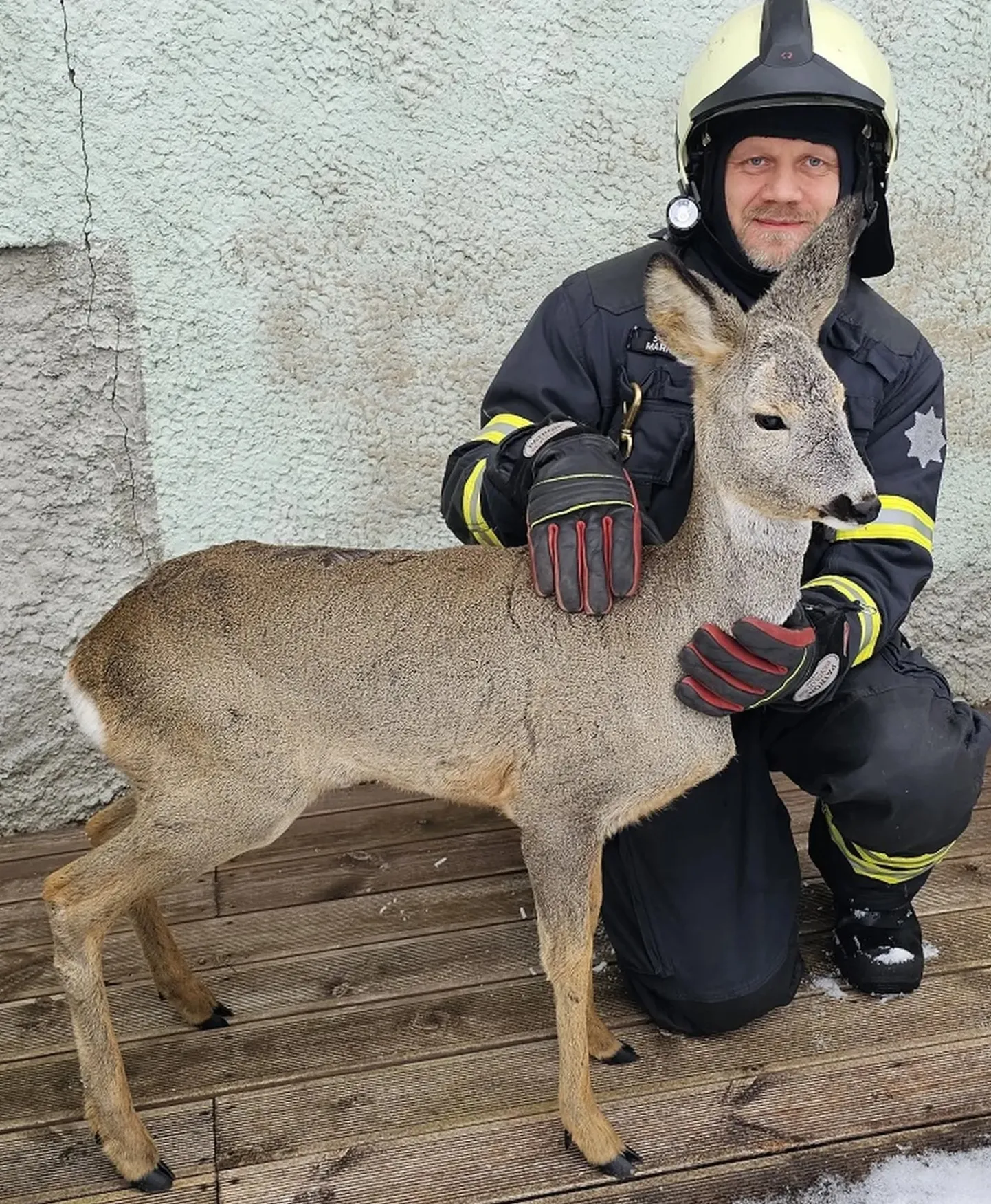 Забравшаяся во двор жилого дома косуля совершенно не опасалась людей.