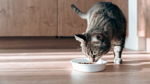 Miks kass oma toitu kunagi lõpuni ei söö? Teadlased leidsid üllatava põhjuse