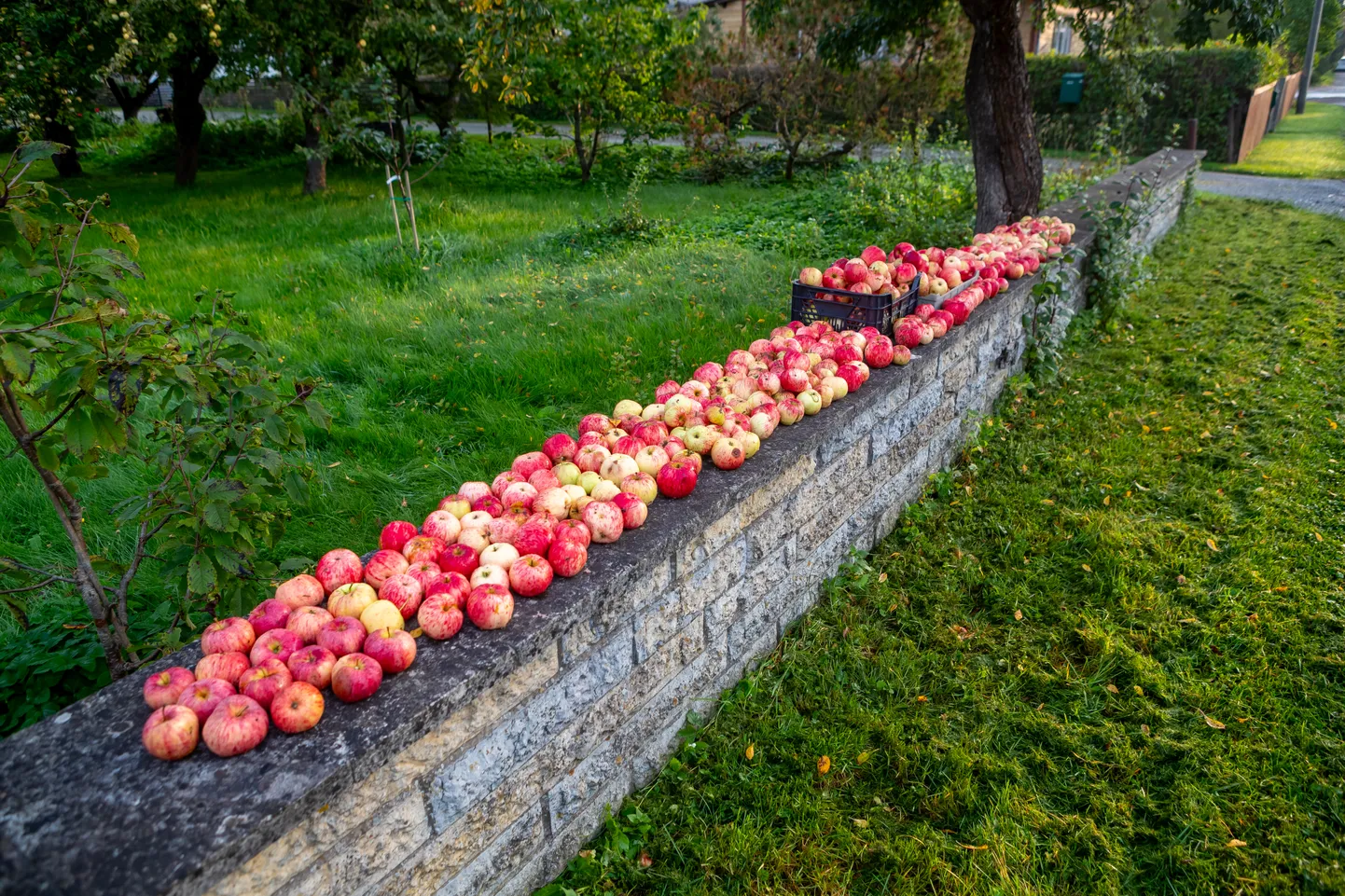 Õuntega kaunistatud aed Kuressaares Suve tänaval