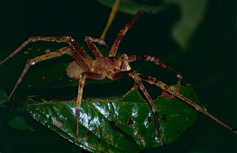 Brasiilia rändämblik