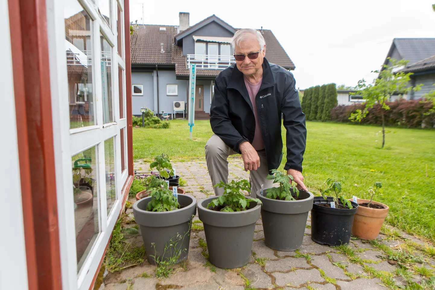 OMA AIA TOMATID: Juubilar tegeleb ka potipõllundusega. “Näed, külm on natuke näpistanud,” näitas Mait-Väinu Sooäär eile oma “hoolealuseid”.