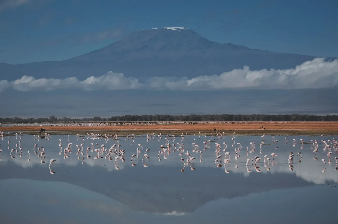 Kilimanjaro mägi. Foto on illustratiivne.