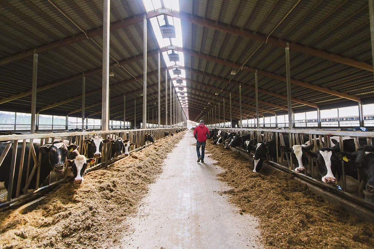 Prokuratuuri hinnangul aitas Halinga piimatööstus (pildil) kohalikul mittetulundusühingul Euroopa Liidu maksumaksjate raha­ välja petta.