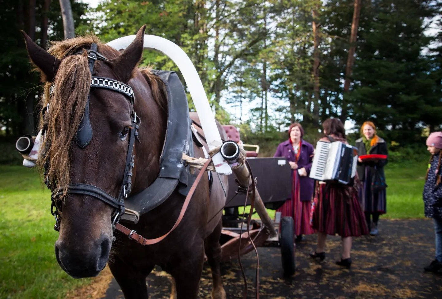 Pärimuspäev algab Paikuse alevist, kust folgihobune ja vanker muusikutega liigub laulu saatel Seljametsa.