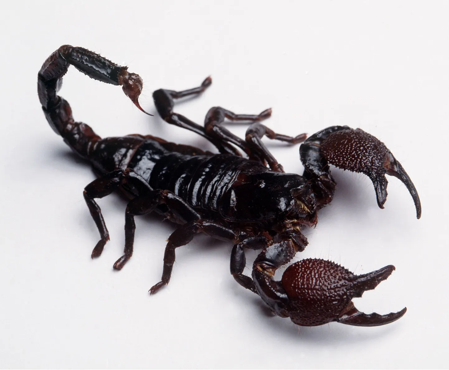 Skorpion