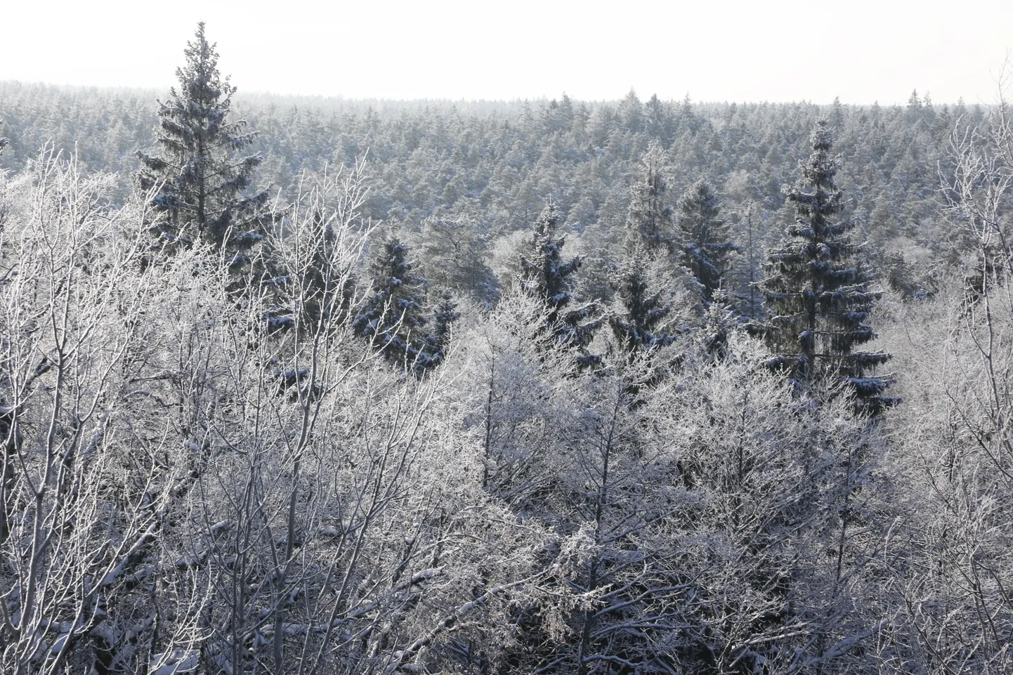 Ziemas ainava dabas liegumā "Lielie Kangari".