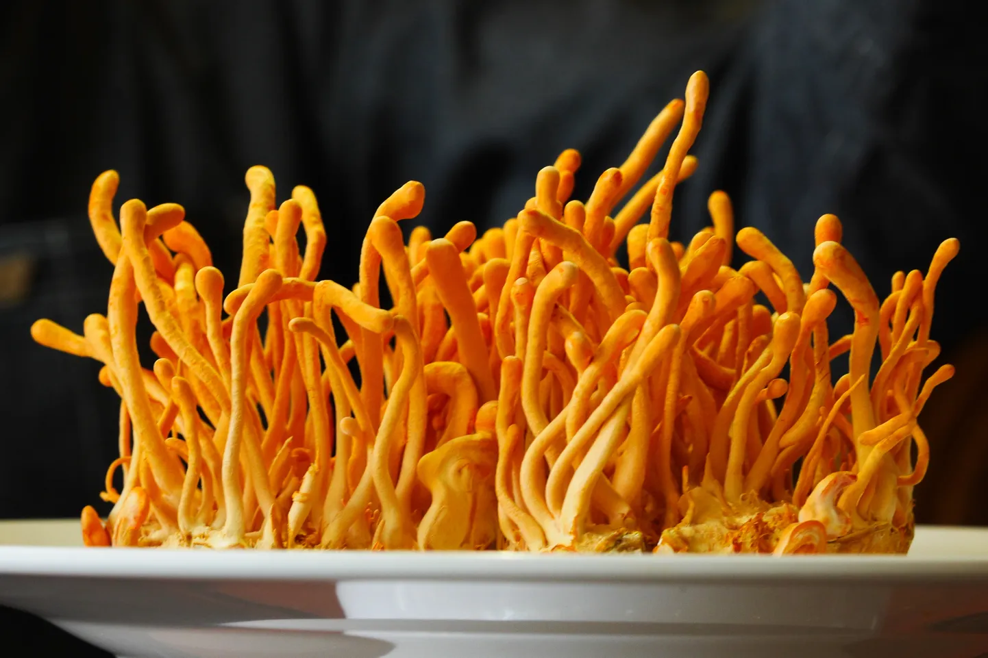 Cordyceps militaris.