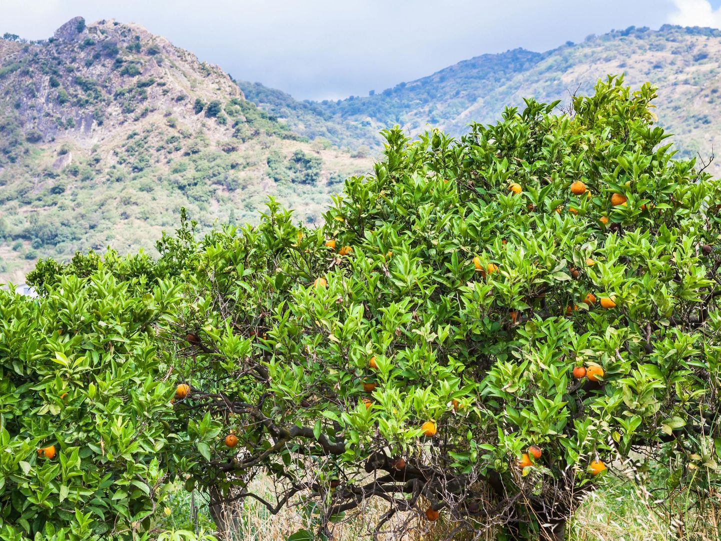 Mandariinipuud Vahemere-äärses Sitsiilias. Septembris-oktoobris saab Lõuna-Euroopas nautida nii tsitruselisi kui ka muid maitsvaid puuvilju.