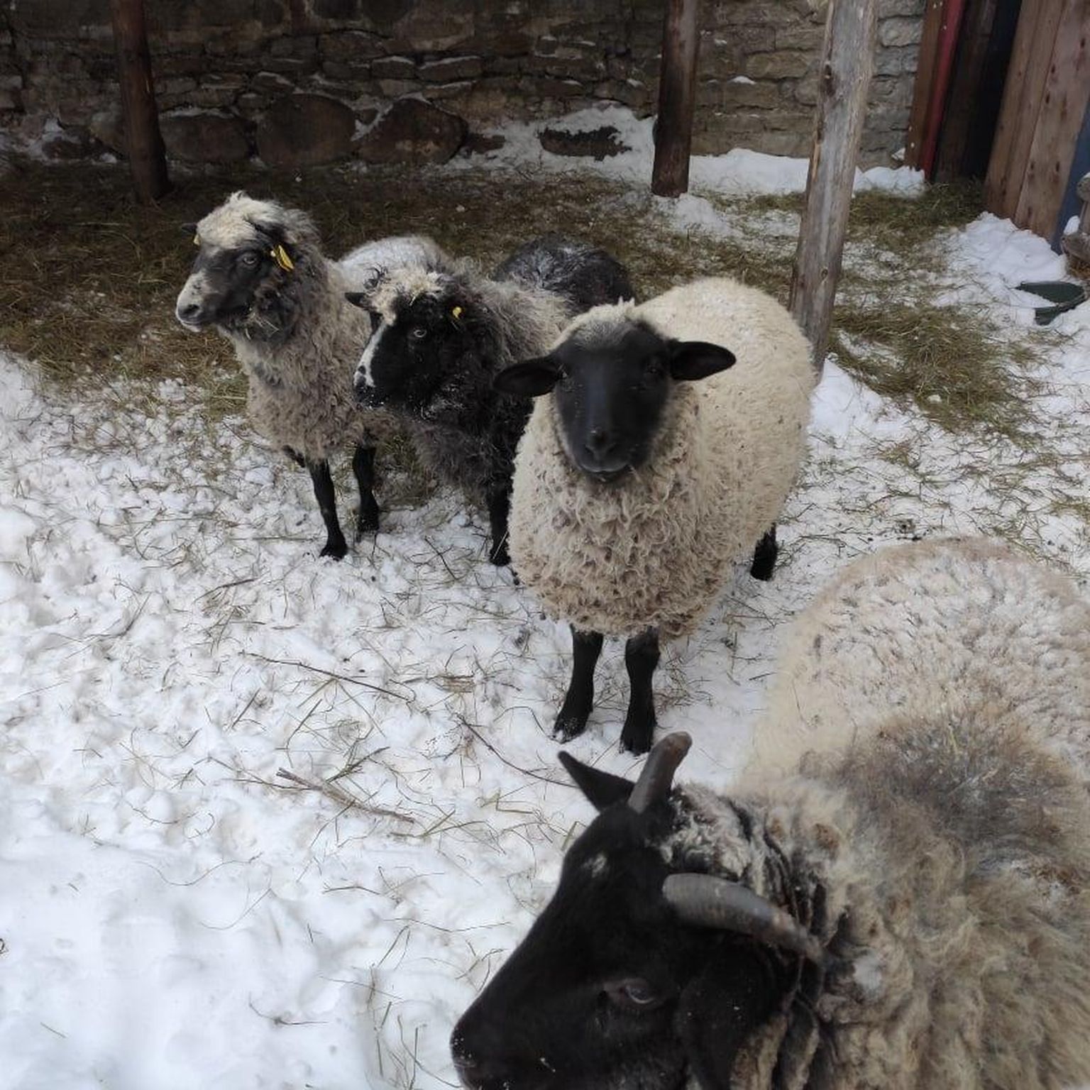 Rakvere linnuse lambad Milla ning tema järeltulijad Nuki Martin ja Kalmus talvituvad Palmse mõisas.