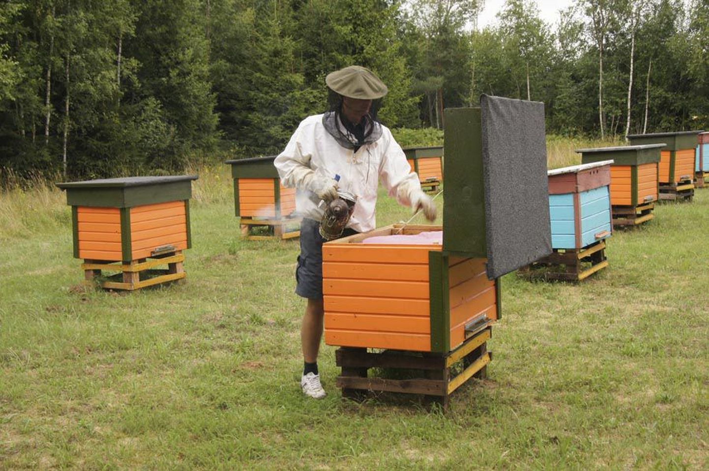 Veterinaar- ja toiduamet tuletab meelde, et kõik 1. mai seisuga peetavate kodusigade ning mesilasperede arv tuleb teada anda 15. maiks.