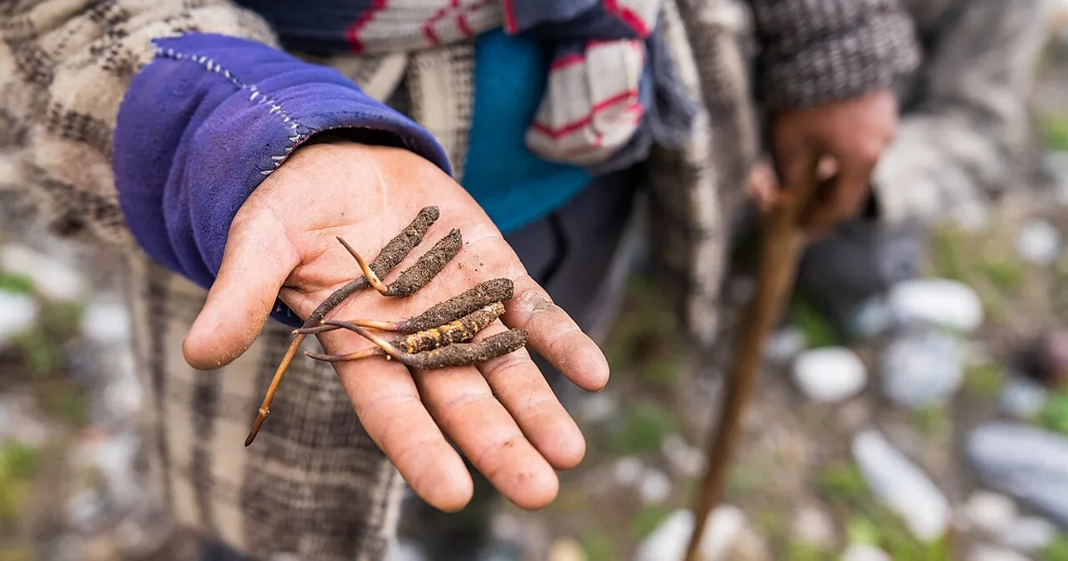 Nepal: Botanists identify rare fungus in the Himalayas
