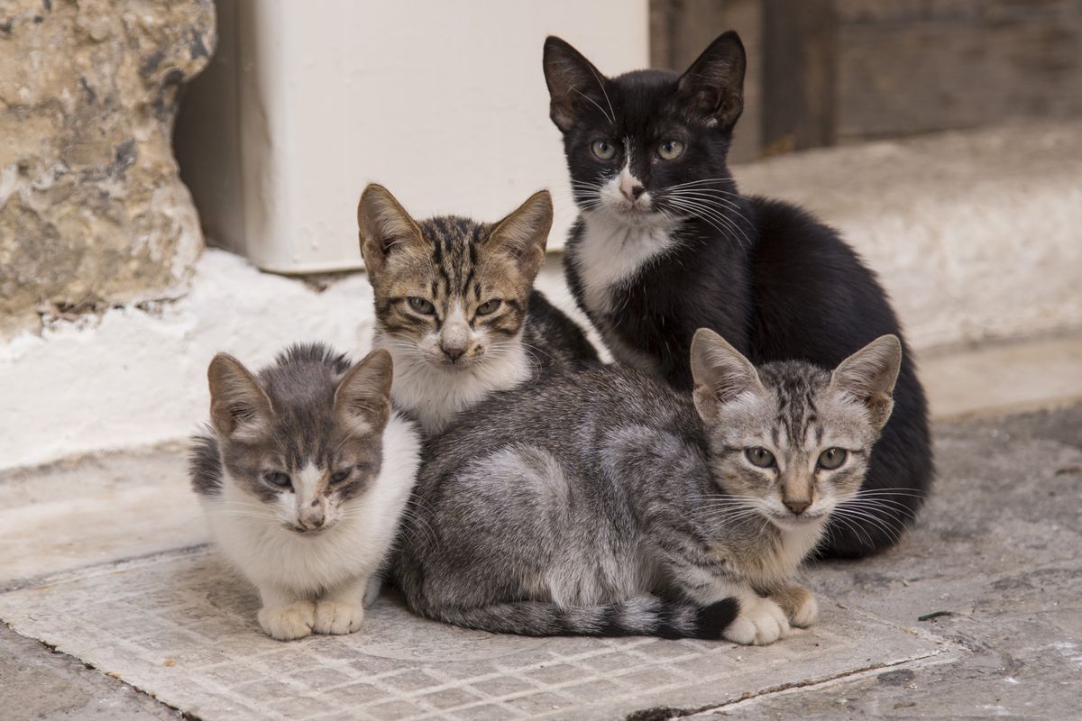 Aastaga võib üks kassipaar saada kokku peaaegu 30 järglast.