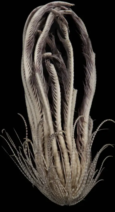 Külgvaade Promachocrinus fragarius'est