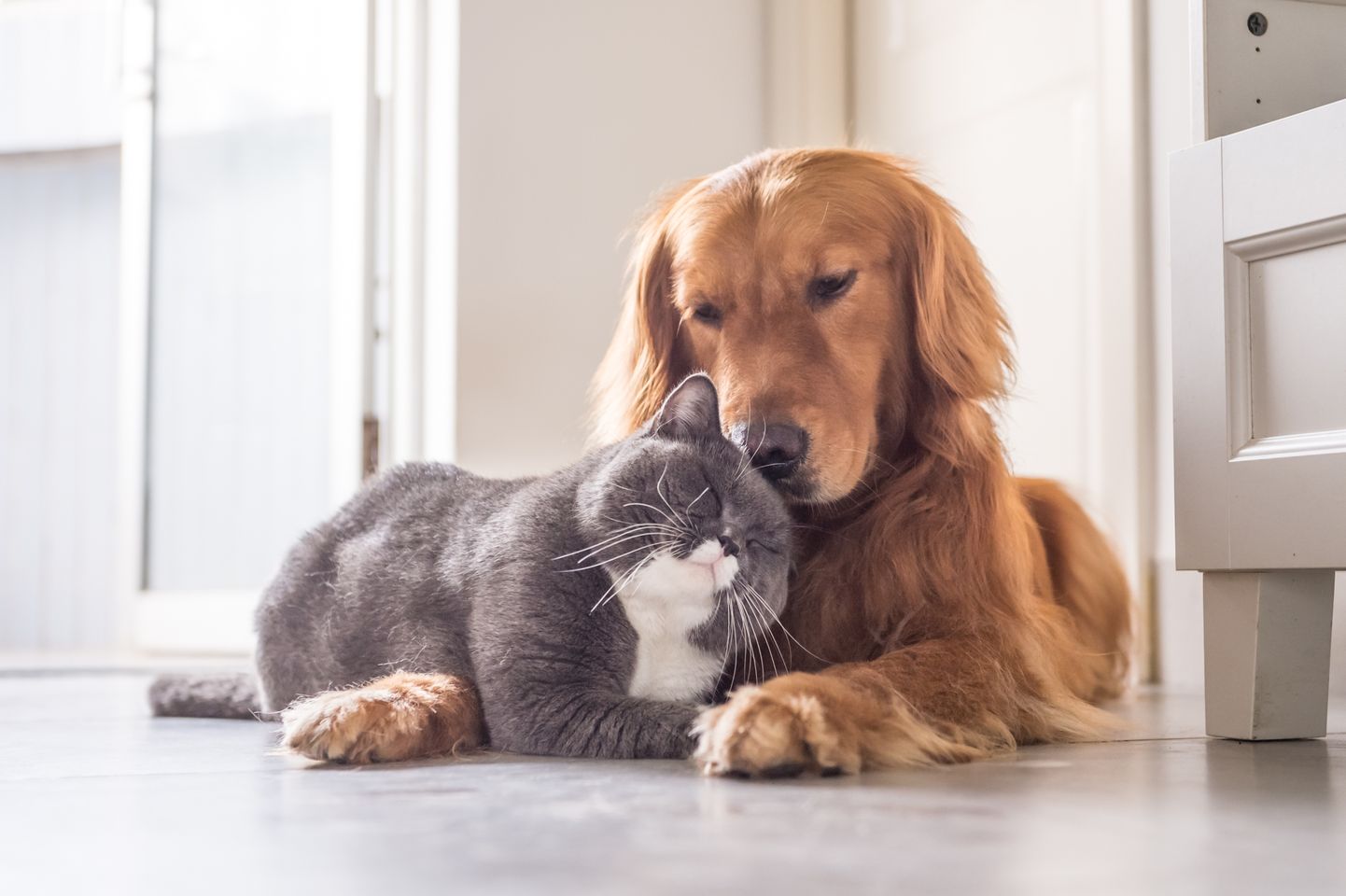 Собака и кошка. Иллюстративное фото