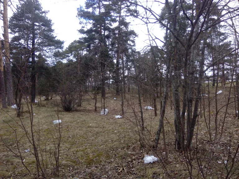 Pärnu Raeküla metsa Liivi tee ja Riia maantee vahelisele alale on tekkinud kümned pakendid ja kilekotid.