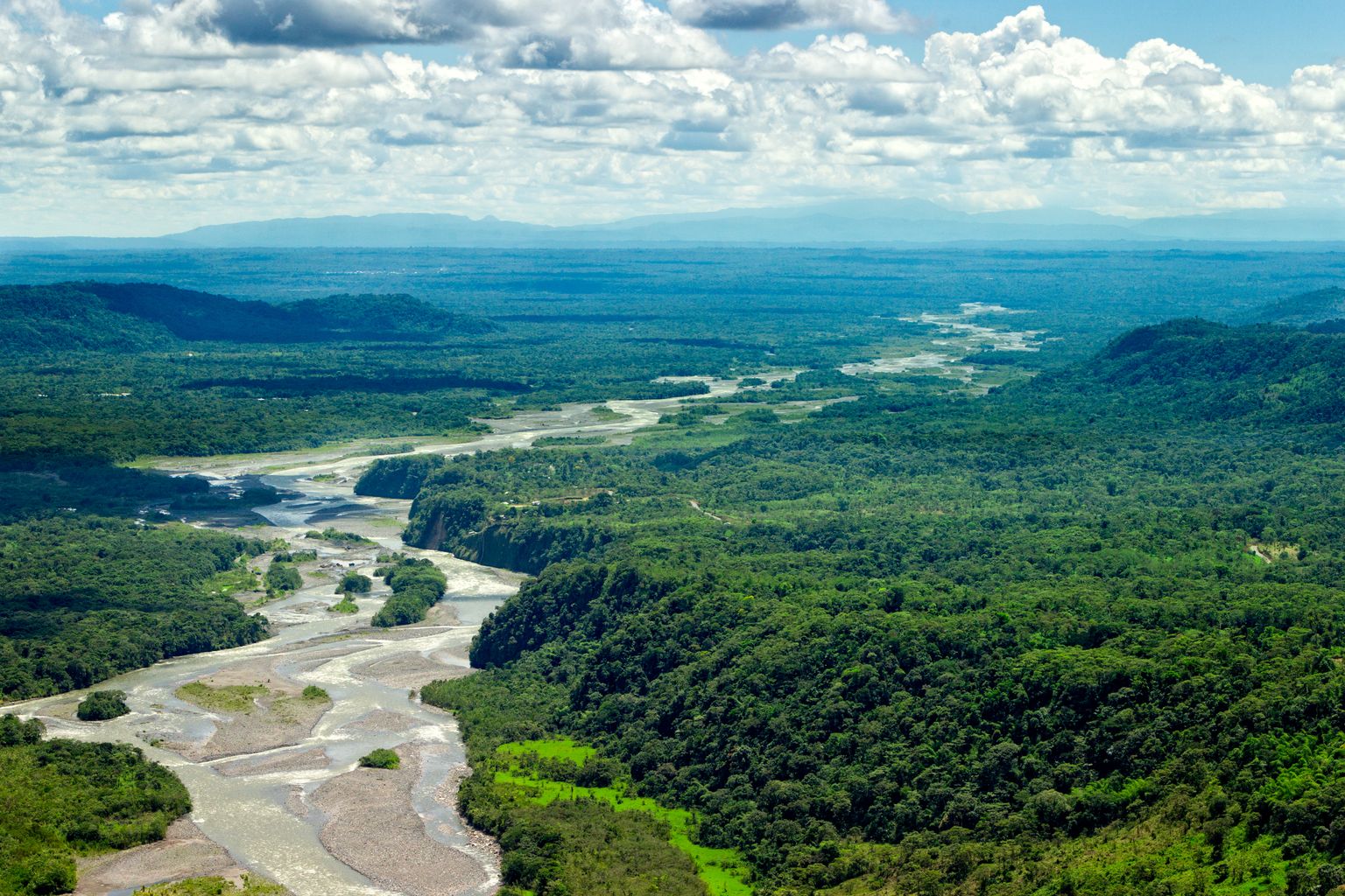Amazonase vihmamets. Pilt on illustreeriv