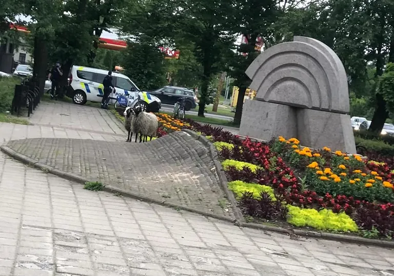 Raksta foto