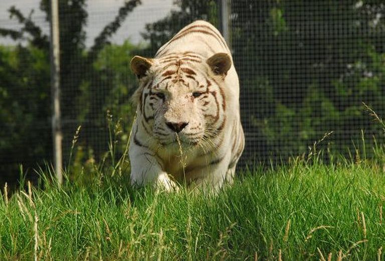 Briti Hamertoni loomaaia tiiger