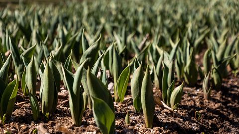 KEVAD AIAS ⟩ Kas tulbid tahavad praegu väetamist?