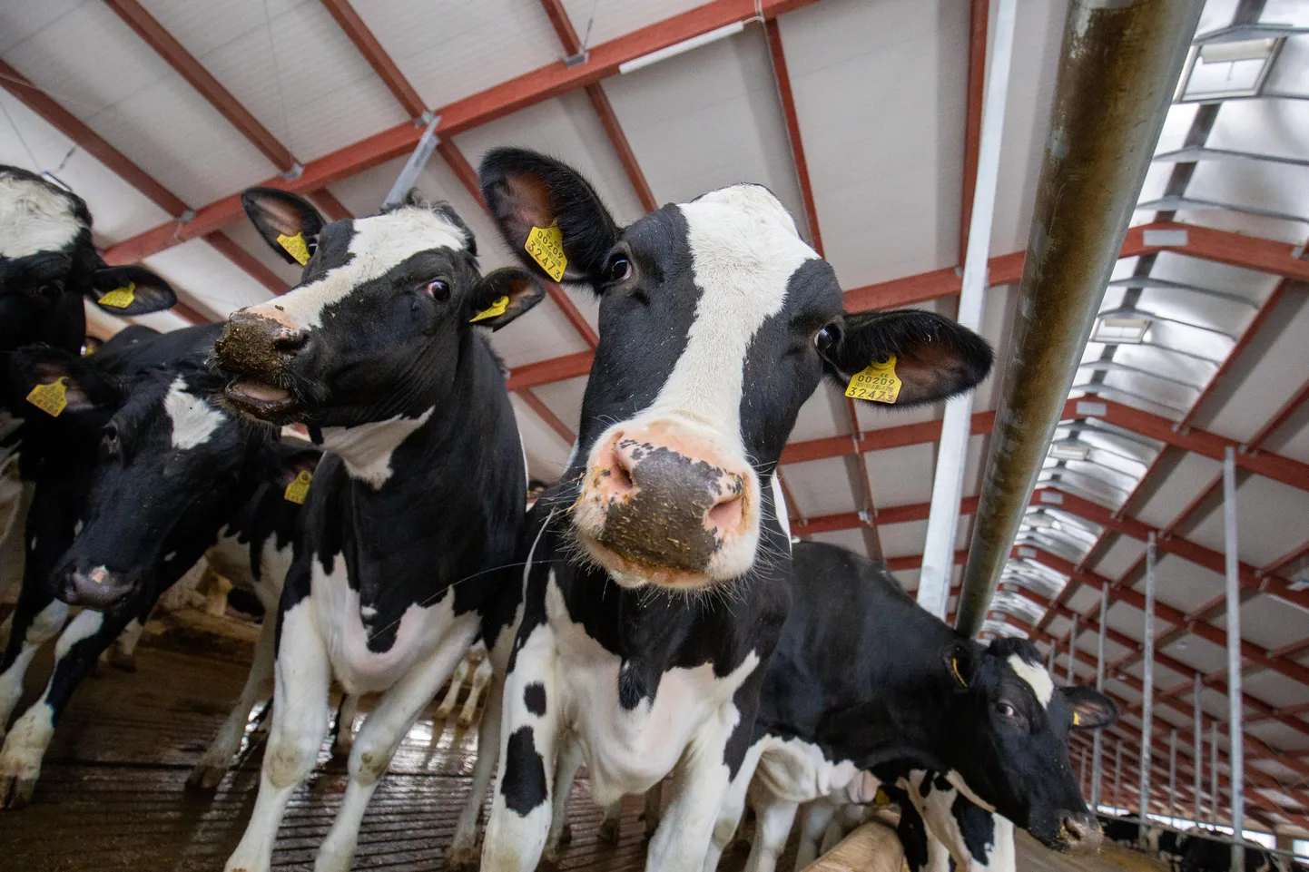Loodavasse veterinaarravimite varusse hakkab kuuluma muu hulgas vaktsiine, antibiootikume ja põletikuvastaseid ravimeid. Veterinaarravimite strateegilist varu ei tohi hulgimüüjad iseseisvalt kasutusele võtta ning seda saab teha vaid valitsuse otsusele tuginedes varude keskuse loal.