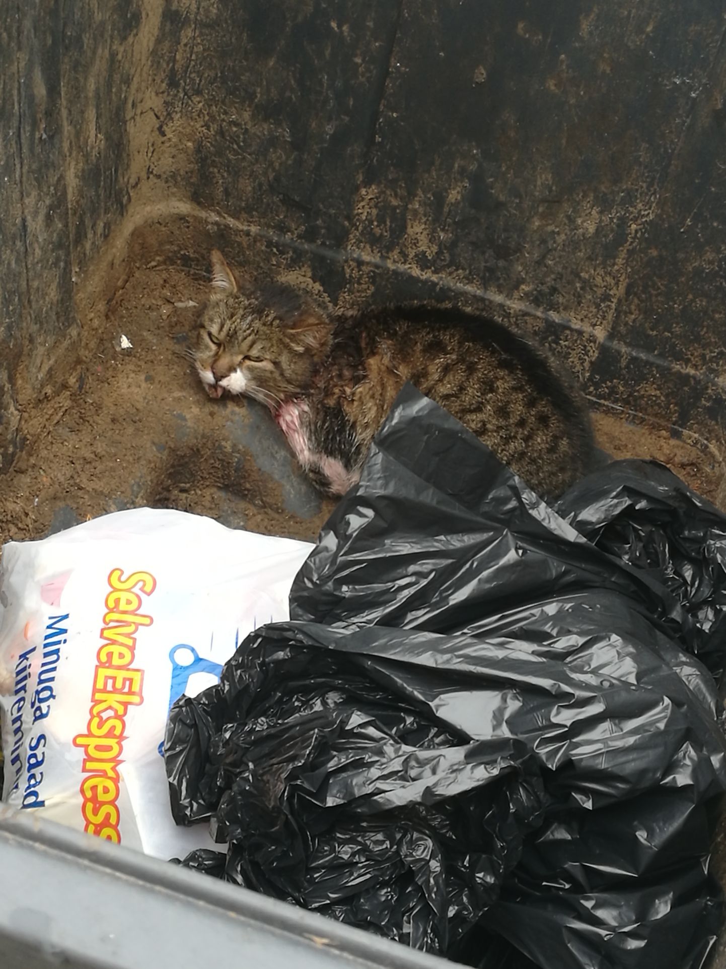Vigastatud kass leiti Valgast Tartu tänava kalmistu prügikastist.