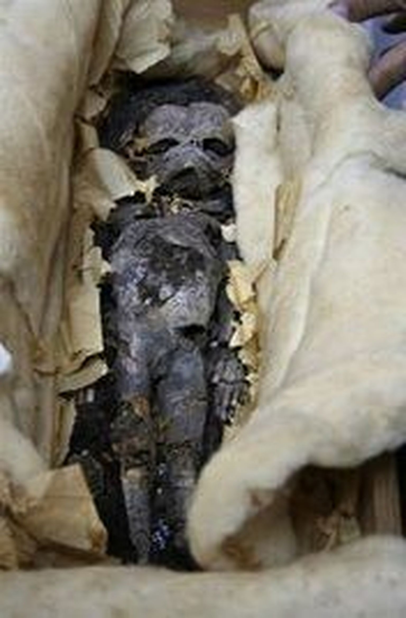 Tutanhamoni hauast leitud inimloodetele tehakse DNA-test