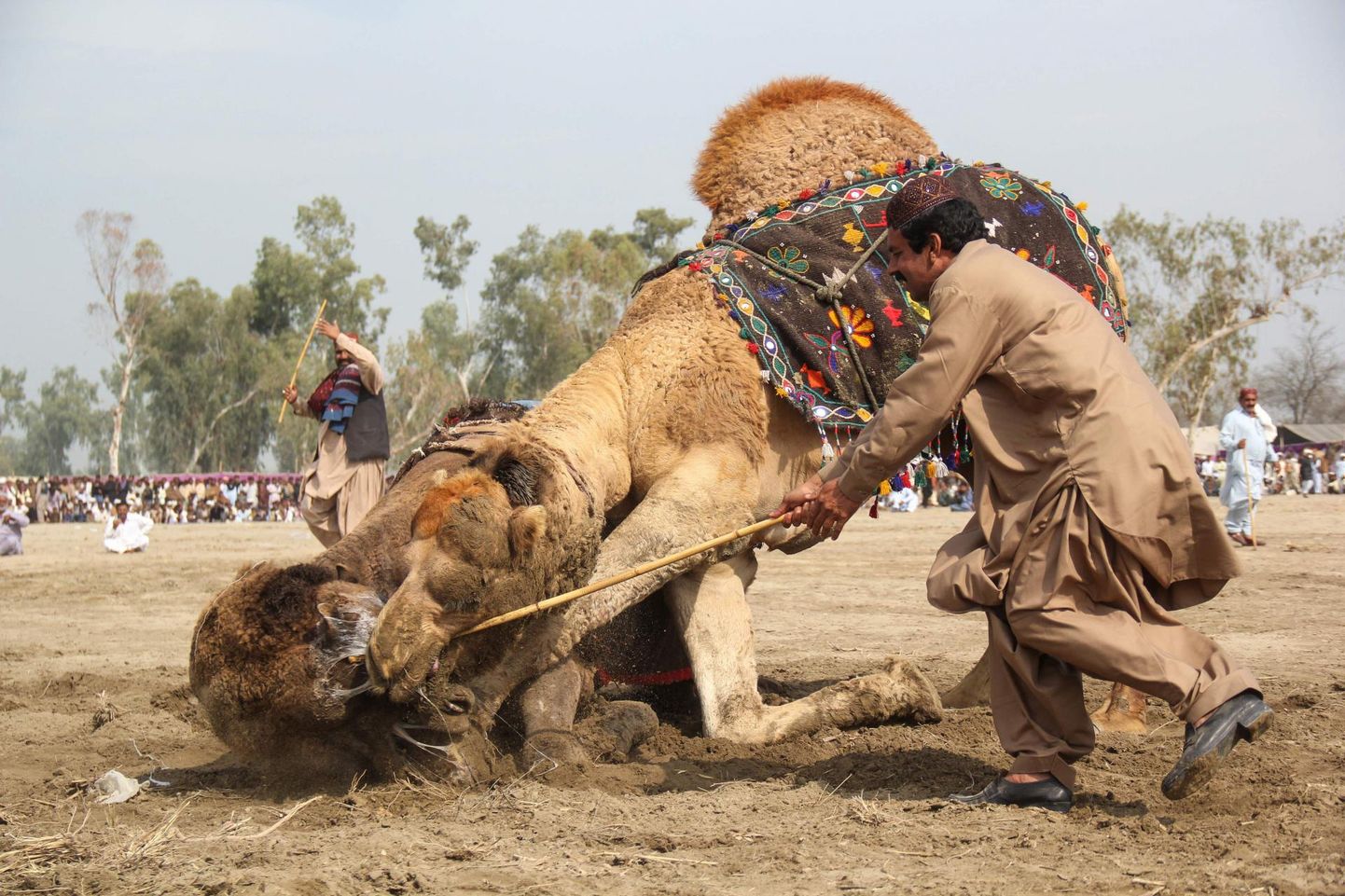Võitlevad kaamelid Pakistanis traditsioonilisel festivalil.