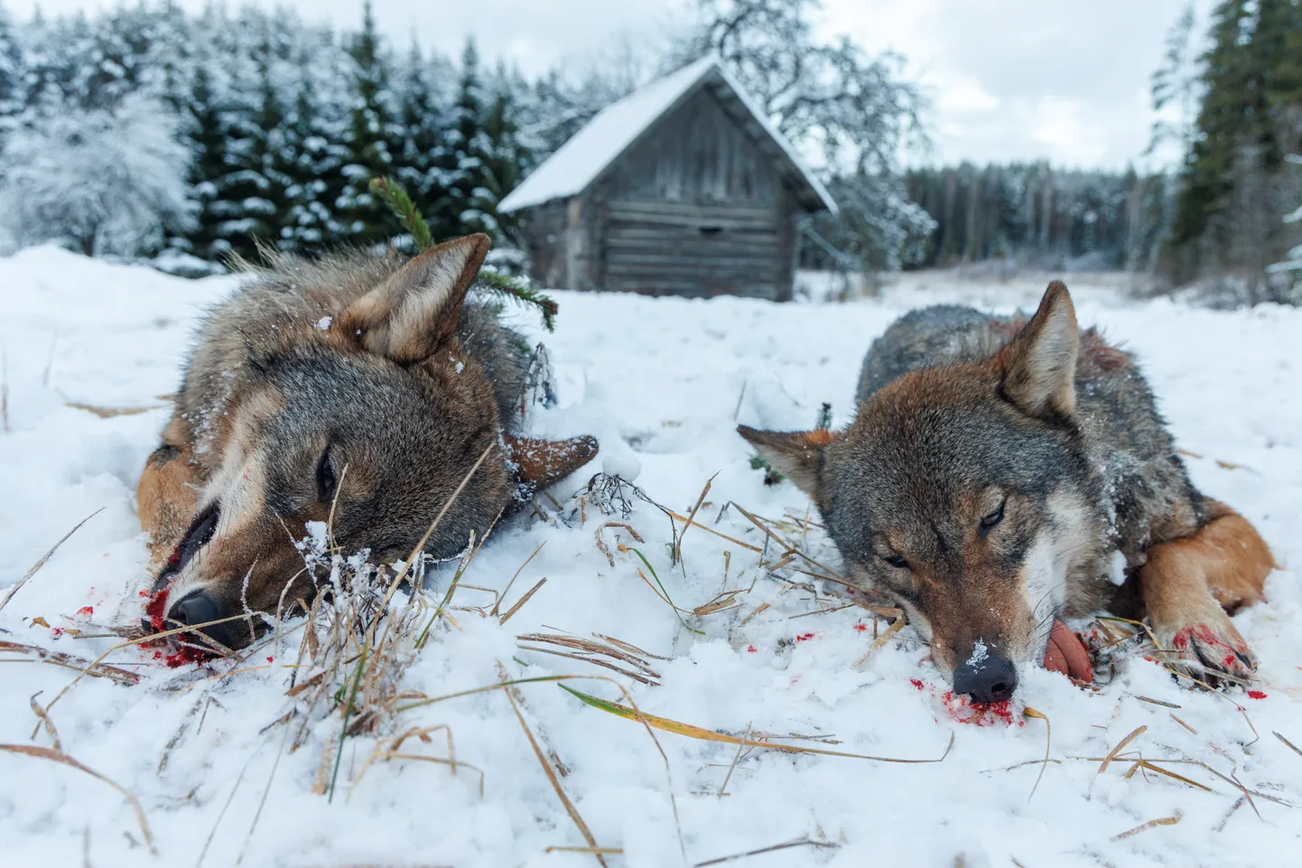 31. detsembril Võrumaal kütitud kaks hunti.