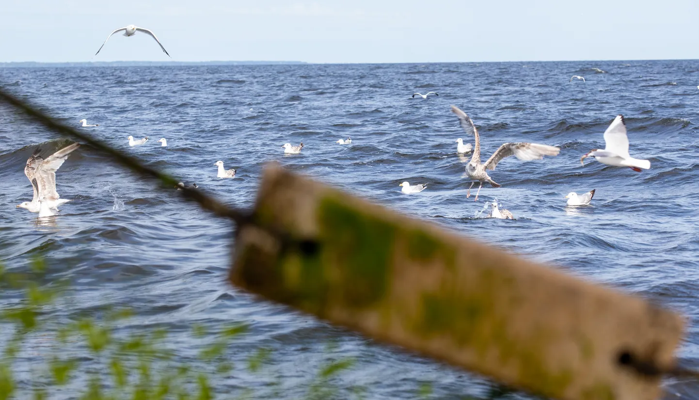 Peipsi järv.