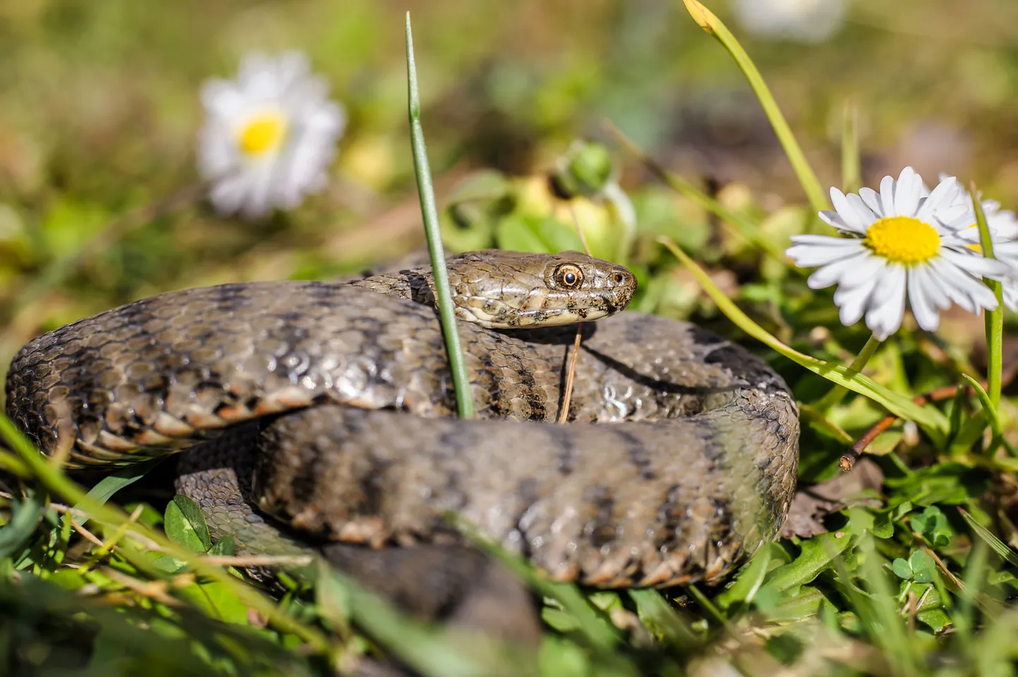 Rästikuhammustus on mürgine.