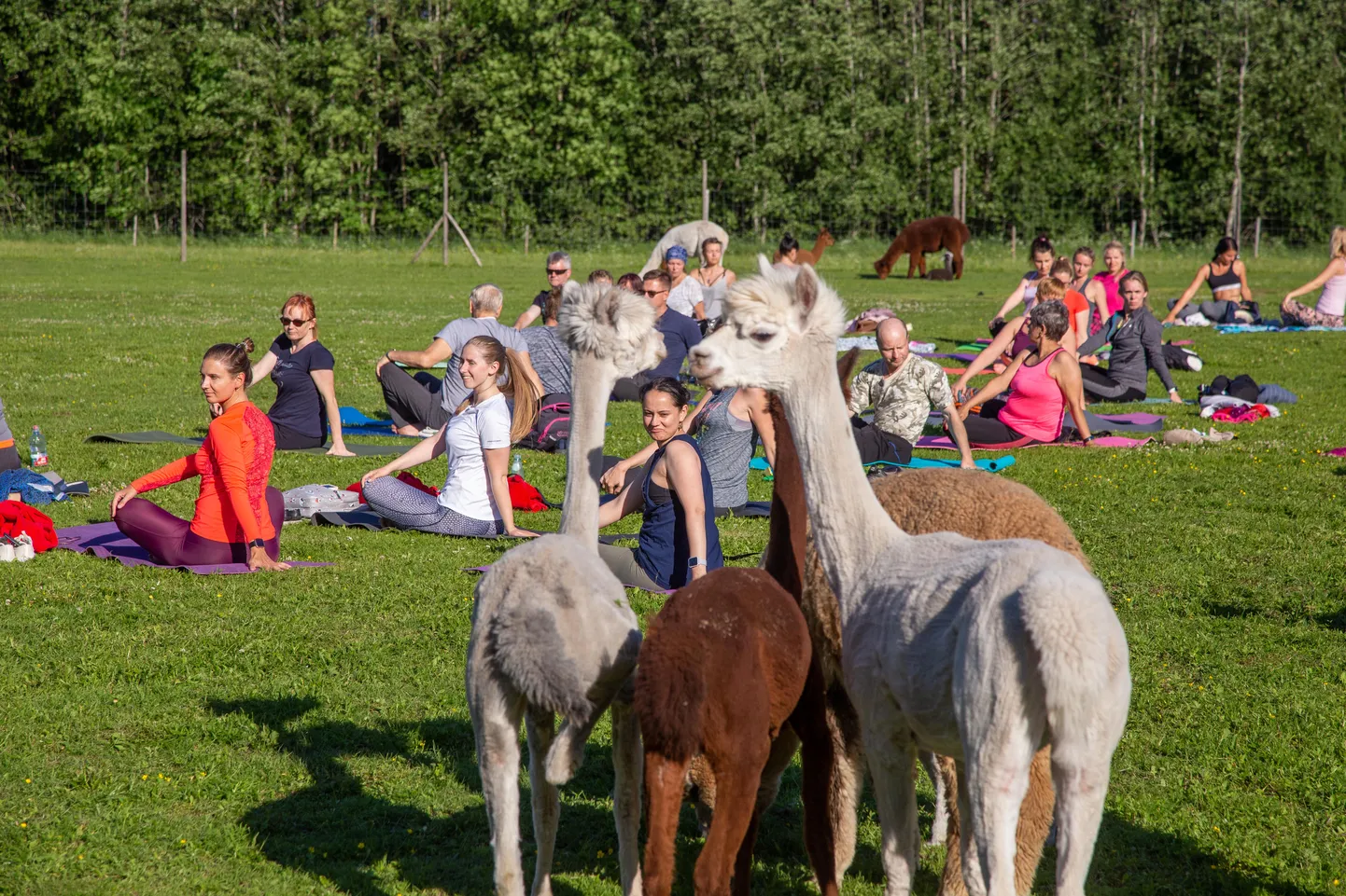 Wile Farm. Alpakajooga.
Foto: Dmitri Kotjuh/ Järva Teataja