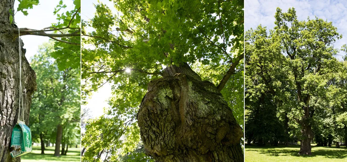 Harilik tamm Kopli kalmistupargis laste mänguväljaku juures. Vanus 360 aastat.