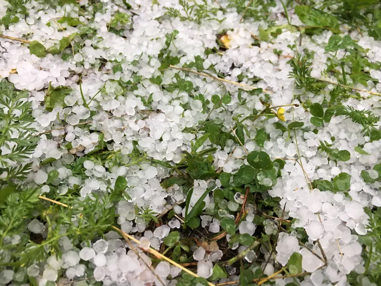 Täna ennelõunal tabas Varbla vallas asuvat Nõmme küla äge rahetorm, mis maapinna valgeks värvis.
