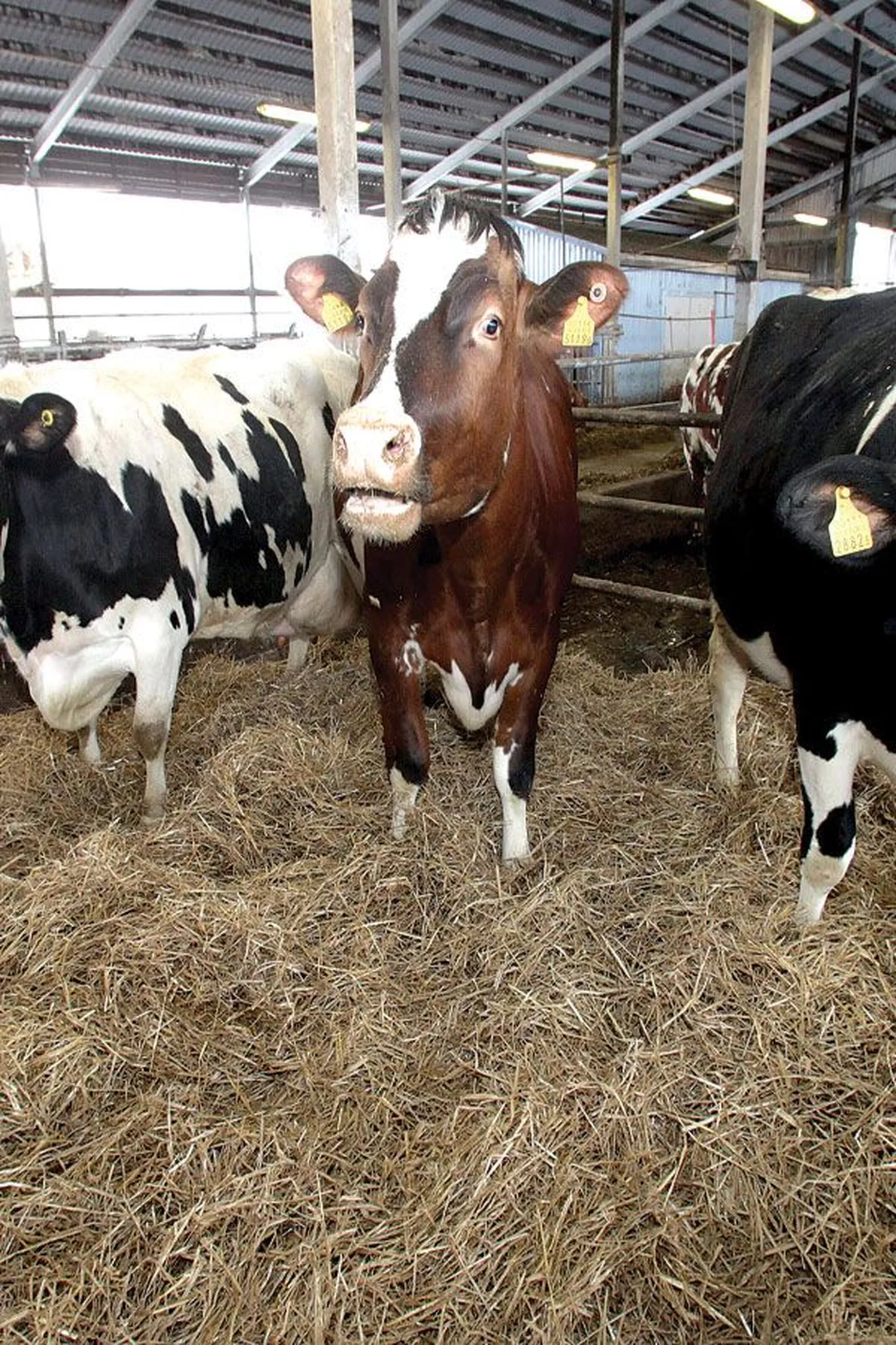 Коровы на молочной ферме Tartu Agro.
