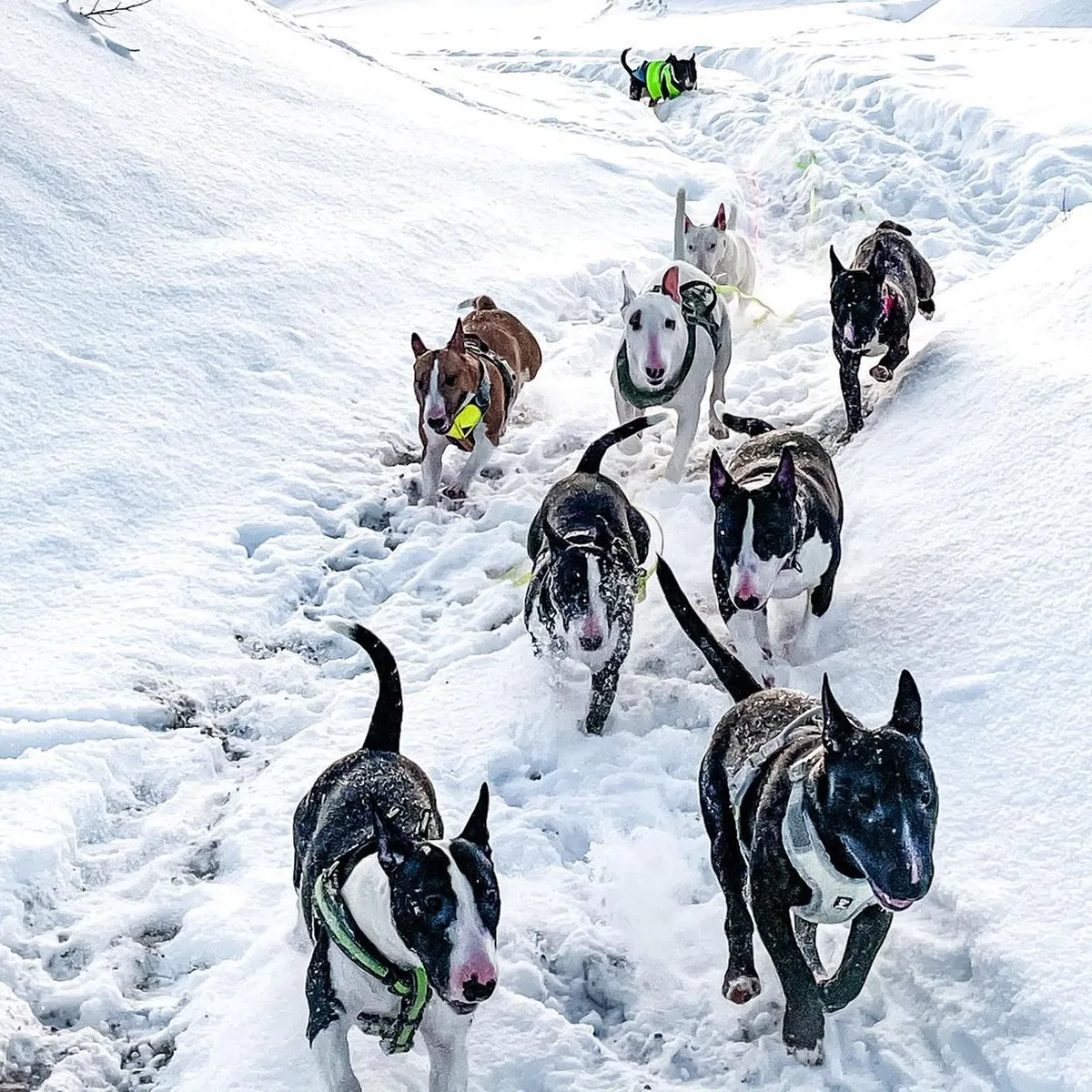 Minibullterjerid, Oscar nede seas, lumes jooksmas.