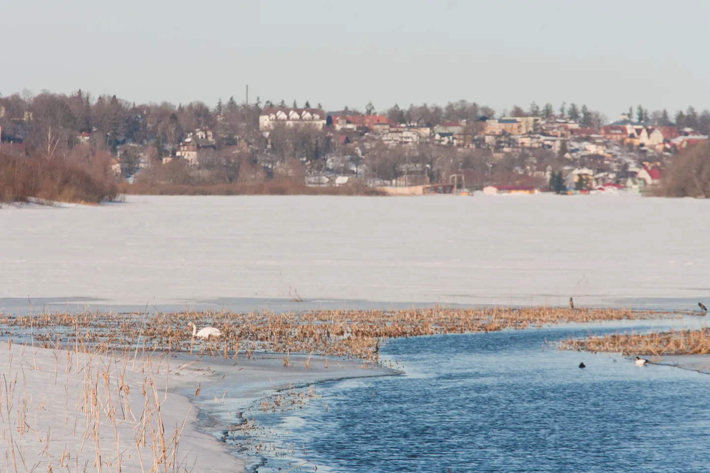Kühmnokk-luik Viljandi järvel