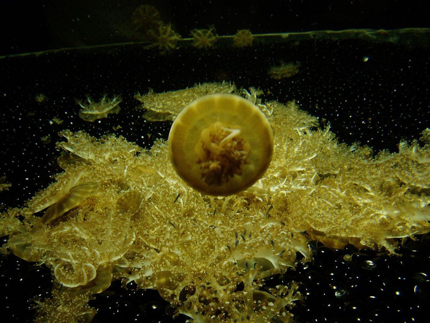 Tagurpidi-meduusid (Cassiopea xamachana)