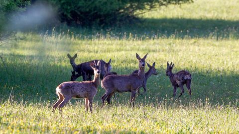 Latvijā desmit mēnešus nokrišņu daudzums bijis mazāks par normu