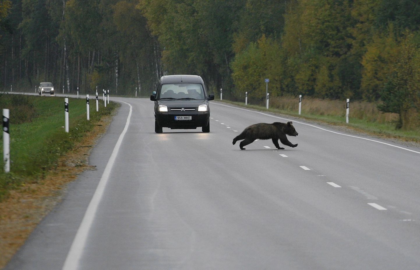 Autojuhi jaoks ootamatult võib maanteele joosta igasuguseid loomi, ka kohtumine karuga pole välistatud.