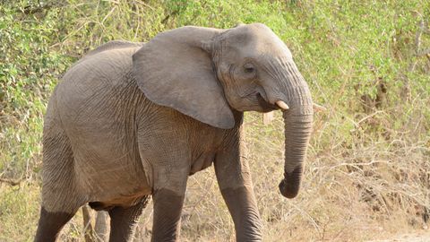 TRAAGILINE ⟩ Väike tüdruk hukkus elevantide jalge all