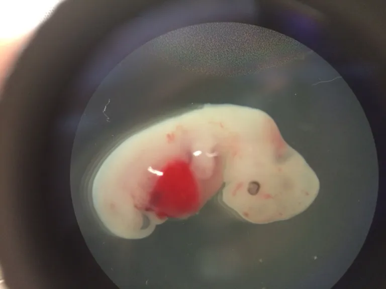 Neljanädalase põrsa embrüo. / Scanpix