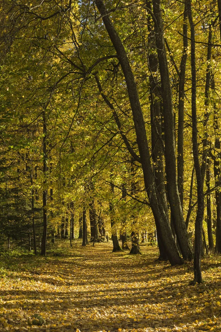 Sillapää lossi park on üks väheseid hästi korras hoitud täisealiste puude ja põõsastega mõisaparke.