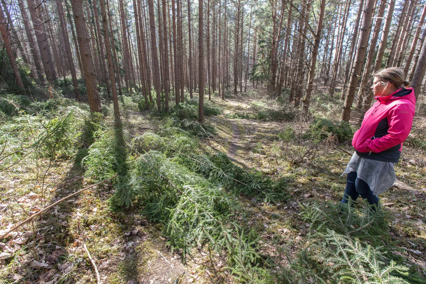 Alusmets on sel kinnistul juba maha võetud, lageraieni ei kulu enam kaua aega. 

MATTI KÄMÄRÄ