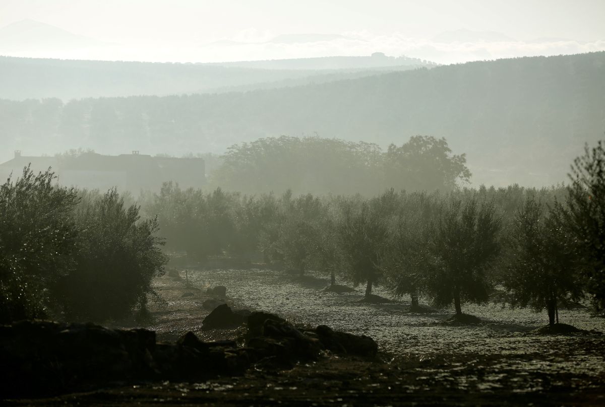 Оливковый сад в Испании.