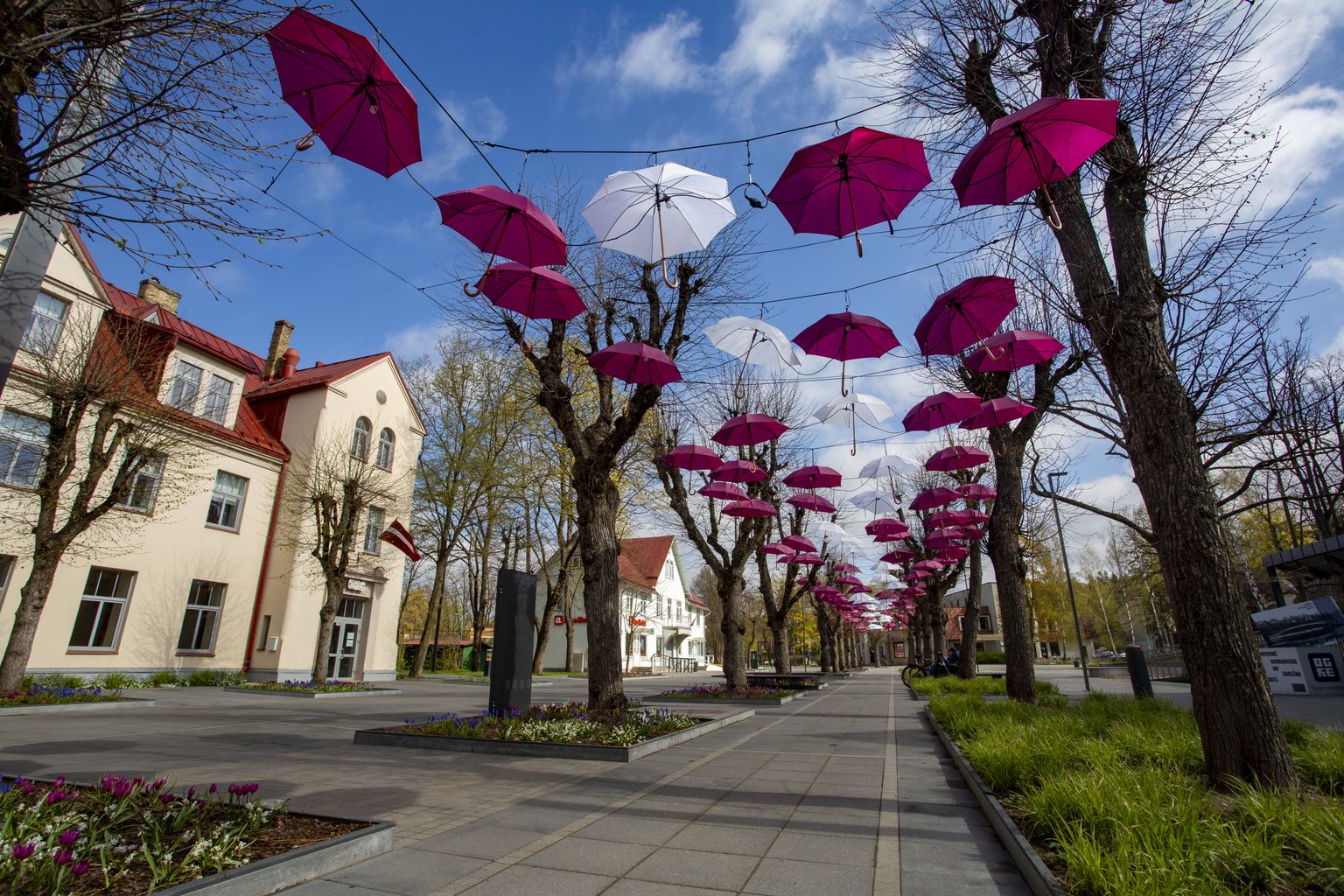 Dizaina objekts, kuru veido kopumā 130 balti un sarkani lietussargi Liepu alejā Ogrē par godu Latvijas Republikas Neatkarības deklarācijas pasludināšanas dienai. Ilustratīvs attēls.