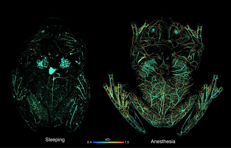 Используя метод фотоакустической визуализации, исследователи определили, что эритроциты лягушек перемещаются в их печень, пока они спят.