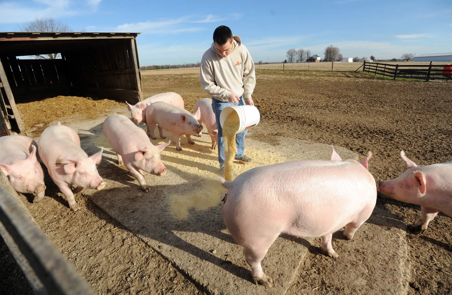 Sead Kentucky osariigis Bitteli Farmis.