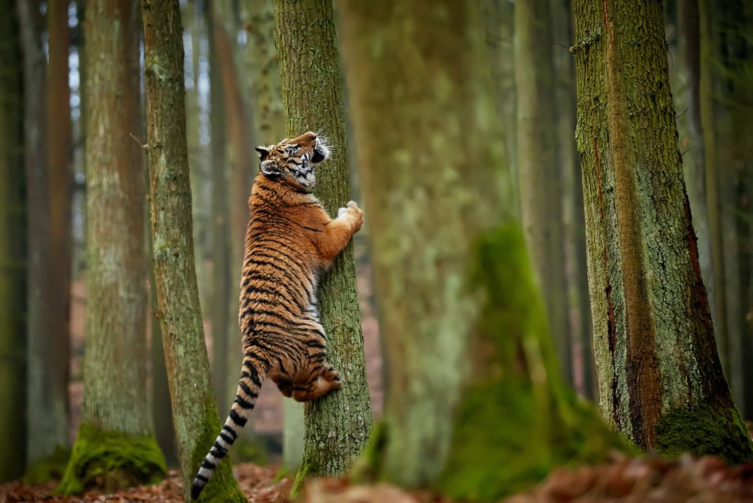 Amuuri tiiger. Foto on illustreeriv